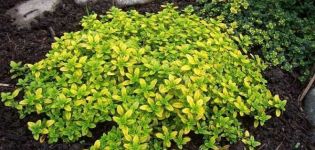 Korisna svojstva Silver Queen timijana mirisa limuna mirisa, sadnje i njege