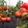 Beskrivning av tomatsorten Sprint Timer och dess egenskaper
