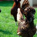 Descrizione e storia di origine dei polli di razza padovana, regole di mantenimento e cura