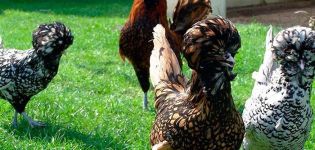 Description and history of origin of Paduan breed chickens, rules of maintenance and care
