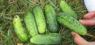 Description of the cucumber variety Finger, cultivation and care