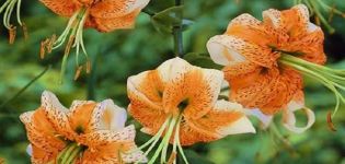 Beschreibung und Sortenmerkmale von Lilienarten, wie sie aussehen und was sie sind