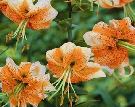 Description and varietal characteristics of lily species, how they look and what they are