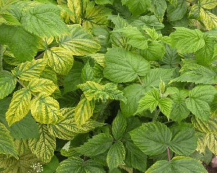 How can you treat raspberries from pests during flowering and fruiting?