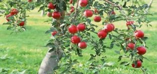 Odabir optimalnog tla za sadnju stabla jabuke: određujemo kiselost i lužinu, kakvo je tlo potrebno