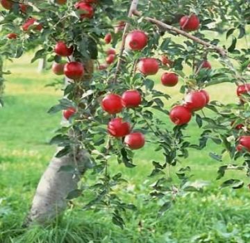 Výber optimálnej pôdy na výsadbu jablone: ​​určujeme kyslosť a zásaditosť, aký druh pôdy je potrebný