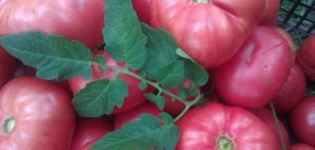 Kuvaus tomaattilajikkeen tsaarin lahjasta ja sen ominaisuuksista