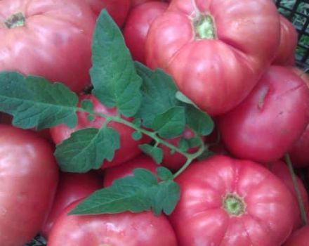 Beskrivelse af tomatsorten Tsars gave og dens egenskaber