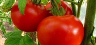 Charakterystyka i opis odmiany pomidora Irina, jej plon