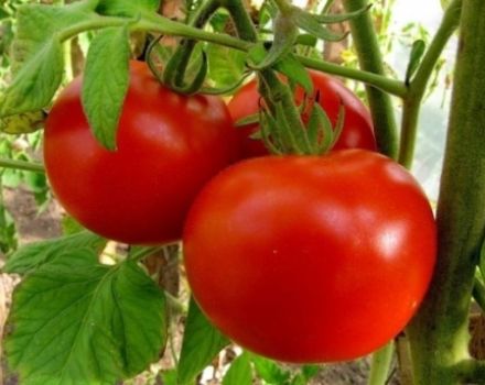 Charakterystyka i opis odmiany pomidora Irina, jej plon