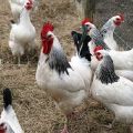 Characteristics and description of the Adler Silver breed of chickens, their content