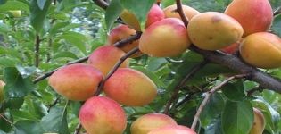Beschrijving van het abrikozenras Triumph Severny en de geschiedenis van selectie, aanplant en verzorging