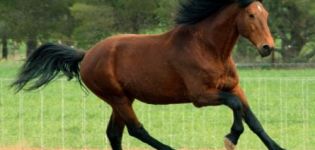 De geschiedenis van de opkomst van laurierpaarden, beschrijving en kleurvariëteiten