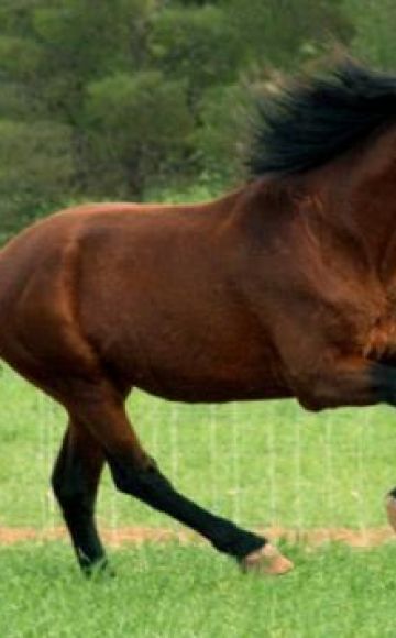 Povijest nastanka lovskih konja, opis i sorte boje