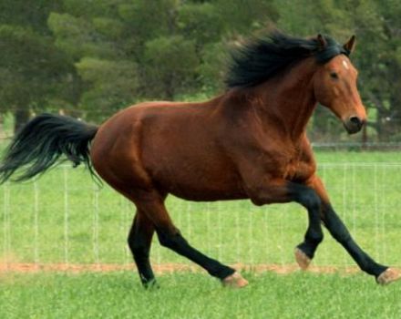 História vzniku zátokovej farby koní, opis a odrody farieb
