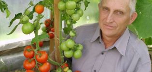 Περιγραφή της ποικιλίας ντομάτας Unique Kulchitsky, χαρακτηριστικά καλλιέργειας και φροντίδας