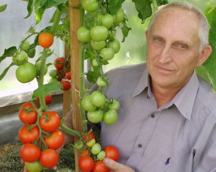 Opis odrody paradajok Unikátny Kulchitsky, vlastnosti pestovania a starostlivosti