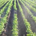 Reglas para cultivar patatas con tecnología holandesa