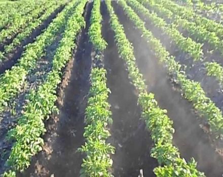 A burgonya holland technológiával történő termesztésének szabályai