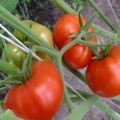 Beschrijving en kenmerken van het tomatenras Vrolijke buurman