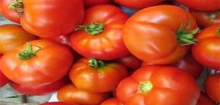 Description of the tomato variety Madonna f1, features of cultivation and care
