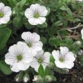 Description of 26 varieties and types of perennial gypsophila, planting and care rules