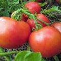 Pomidorų „Yana“ veislės aprašymas, auginimo ypatybės ir derlius