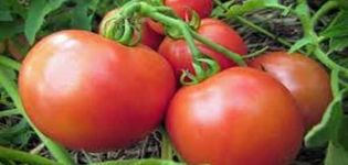 Opis odrody paradajok Yana, vlastnosti pestovania a výnos