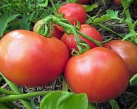 Description of the Yana tomato variety, cultivation features and yield