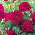 Opis 15 najlepszych odmian róż piwonii, sadzenie i pielęgnacja w otwartym polu