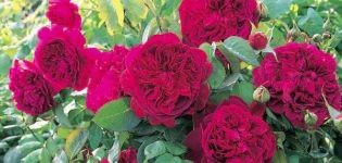 Opis 15 najlepszych odmian róż piwonii, sadzenie i pielęgnacja w otwartym polu