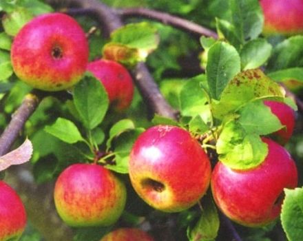 Karakteristike i opis sorte jabuka Bellefleur Baškir, regije uzgoja i zimska postojanost