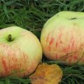 Descripción de la variedad de manzana Daria, características de cultivo, pros y contras, rendimiento.
