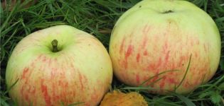 Popis odrůdy jabloní Daria, kultivační vlastnosti, výhody a nevýhody, výnos