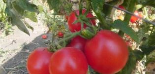 Description of the Zinulya tomato variety and its characteristics