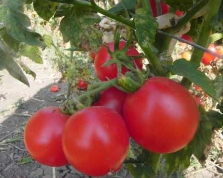 Beschrijving van de Zinulya-tomatensoort en zijn kenmerken