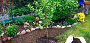 How to properly grow nectarine, variety selection, planting and care, breeding methods
