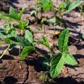 Kako pravilno uzgajati soju u vrtu, posebno njegu i gnojidbu, žetvu i spremanje usjeva