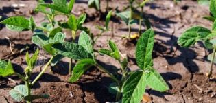 Cum să crească în mod corespunzător soia în grădină, în special îngrijirea și fertilizarea, recoltarea și depozitarea culturilor