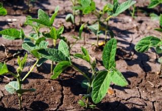Hoe sojabonen op de juiste manier in de tuin te laten groeien, vooral zorg en bemesting, oogsten en opslaan van gewassen