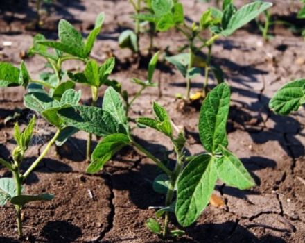 איך לגדל שעועית סויה כראוי בגינה, במיוחד טיפול והפריה, קציר ואגירת יבולים