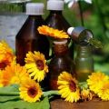Medicinal properties and contraindications of calendula, use in traditional medicine