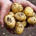 Descripción de la variedad de patata Latona, características de cultivo y rendimiento.