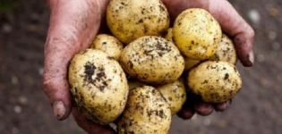 Latona patates çeşidinin tanımı, yetiştirme özellikleri ve verimi