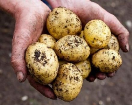 وصف صنف البطاطس لاتونا وخصائص الزراعة والمحصول