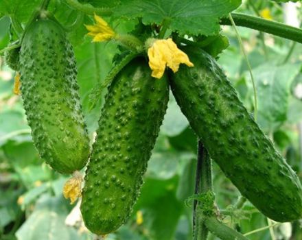 Description of the best varieties of Dutch cucumbers