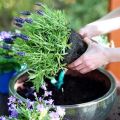 Lavendel planten en verzorgen in Siberië, kweekregels en onderdak voor de winter