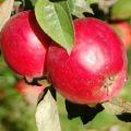 Descripción de la variedad y subespecie híbrida del manzano de anís, pros y contras y reglas de cultivo.