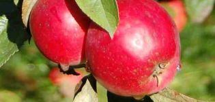 Kuvaus aniksin omenapuun hybridilajikkeesta ja alalajeista, haitoista ja haitoista sekä kasvatussäännöistä