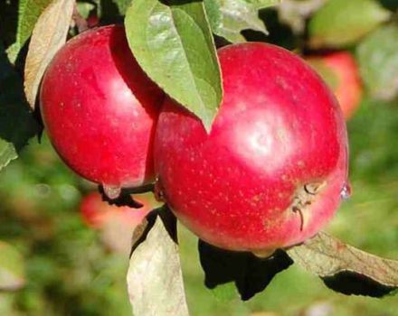 Opis hibridne sorte i podvrste stabla jabuka anisa, pro i protiv te pravila uzgoja